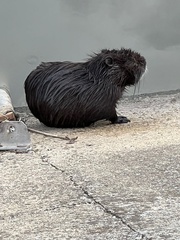 Myocastor coypus