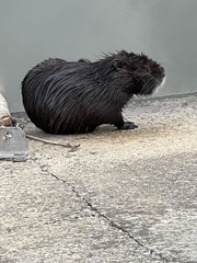 Myocastor coypus