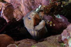 Gymnothorax nubilus