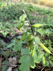 Corydalis cava
