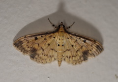 Herpetogramma cynaralis