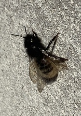 Osmia cornuta