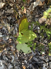 Knowltonia vesicatoria
