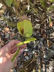 Knowltonia vesicatoria