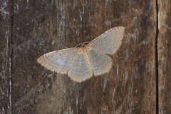 Poecilasthena pulchraria