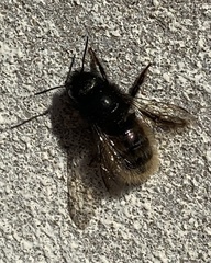 Osmia cornuta