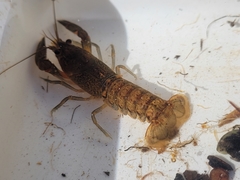 Euastacus australasiensis