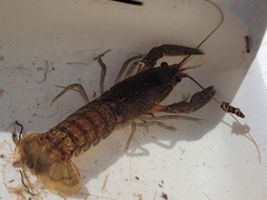 Euastacus australasiensis