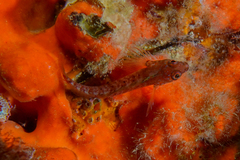 Notoclinops yaldwyni