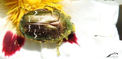 Cetonia aurataeformis