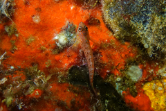 Notoclinops yaldwyni