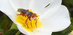 Myopa dorsalis