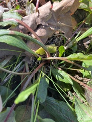 Rumex obtusifolius