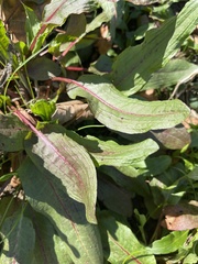Rumex obtusifolius