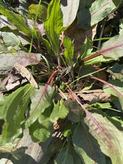 Rumex obtusifolius