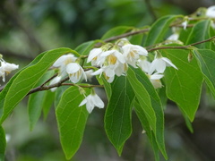 Styrax odoratissimus