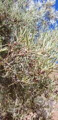 Melaleuca glomerata
