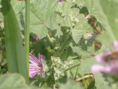 Many-flowered mallow (Malva multiflora)