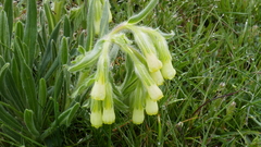 Onosma tricerosperma