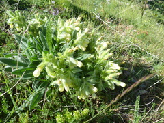 Onosma tricerosperma