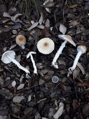 Lepiota elseae