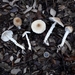Lepiota elseae - Photo (c) pacovillalonga, some rights reserved (CC BY-NC), uploaded by pacovillalonga