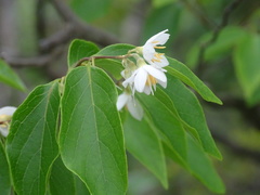 Styrax odoratissimus