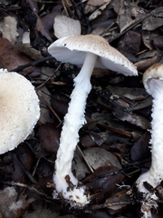 Lepiota elseae