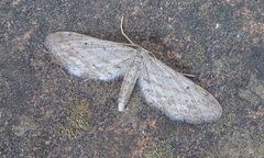 Idaea longaria