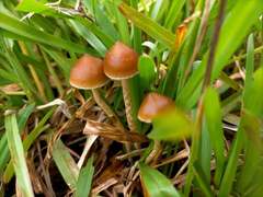 Psilocybe samuiensis