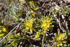 Thymelaea tinctoria nivalis
