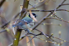 Parus major major