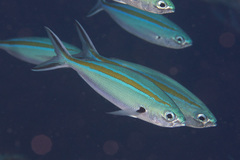 Caesio caerulaurea