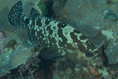 Epinephelus polyphekadion