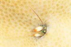 Paguritta corallicola