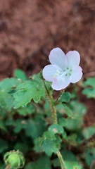 Pavonia zeylanica