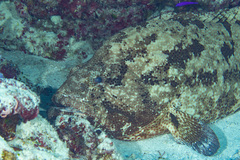 Epinephelus fuscoguttatus