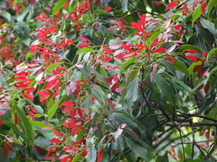 Acer sino-oblongum