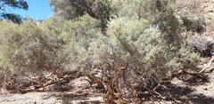 Melaleuca glomerata