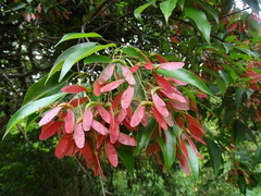Acer sino-oblongum