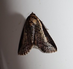 Lophoptera vittigera