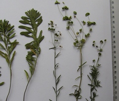 Euphorbia microcarpa