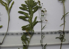 Euphorbia microcarpa