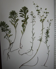 Euphorbia microcarpa