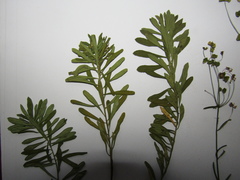 Euphorbia microcarpa