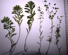 Euphorbia microcarpa