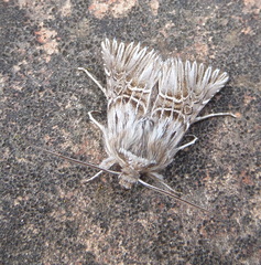 Omphalophana serrata