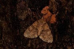 Polyclysta hypogrammata