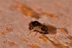 Mycodrosophila