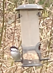 Periparus ater britannicus